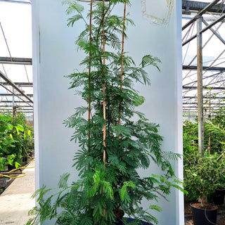 Silber-Akazie (Acacia dealbata)
