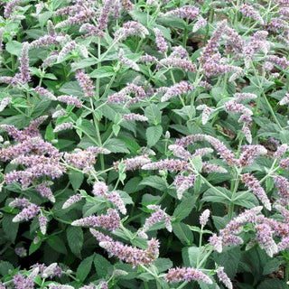 Silber-Minze 'Buddleia' (Mentha longifolia)
