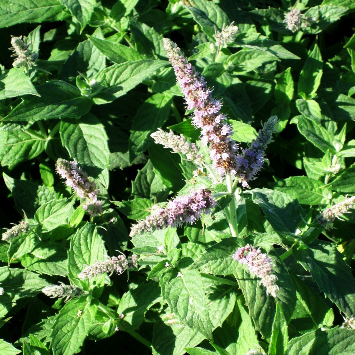 Silber-Minze 'Buddleia' (Mentha longifolia)