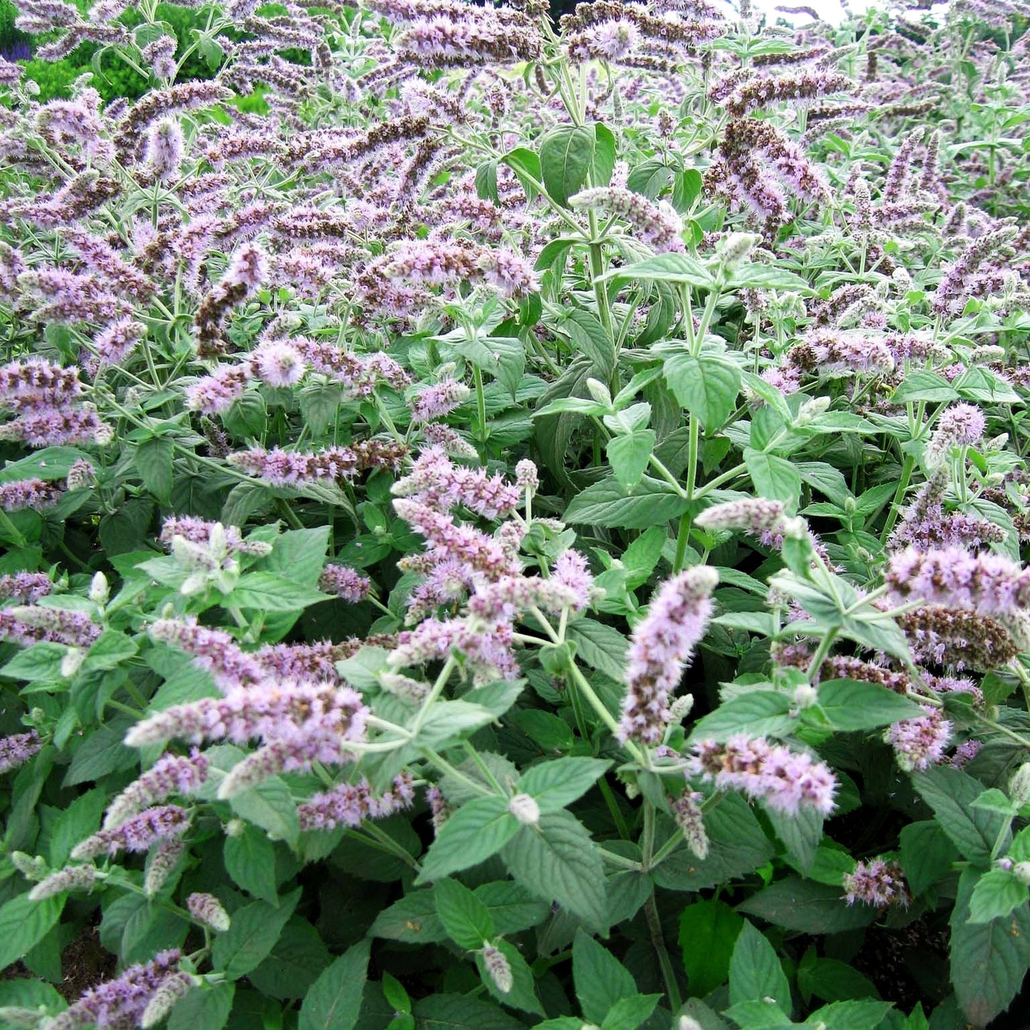 Silber-Minze 'Buddleia' (Mentha longifolia)