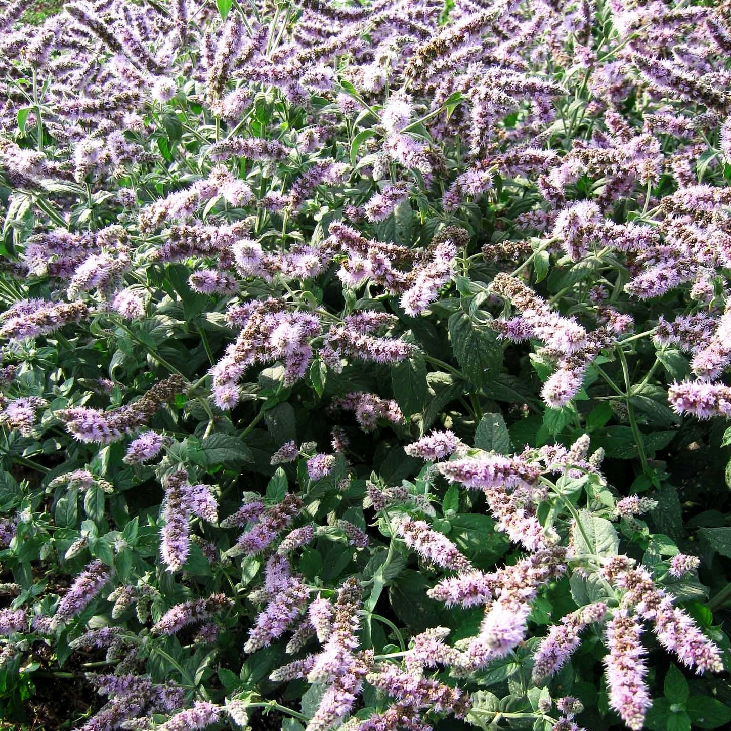 Silber-Minze 'Buddleia' (Mentha longifolia)
