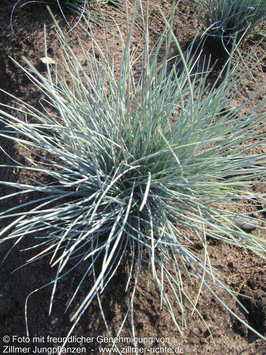 Silber-Schwingel 'Silbersee' (Festuca valesiaca)