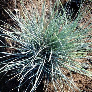 Silber-Schwingel 'Silbersee' (Festuca valesiaca)