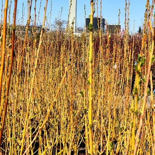 Silber-Weide 'Chermesina' (Salix alba)