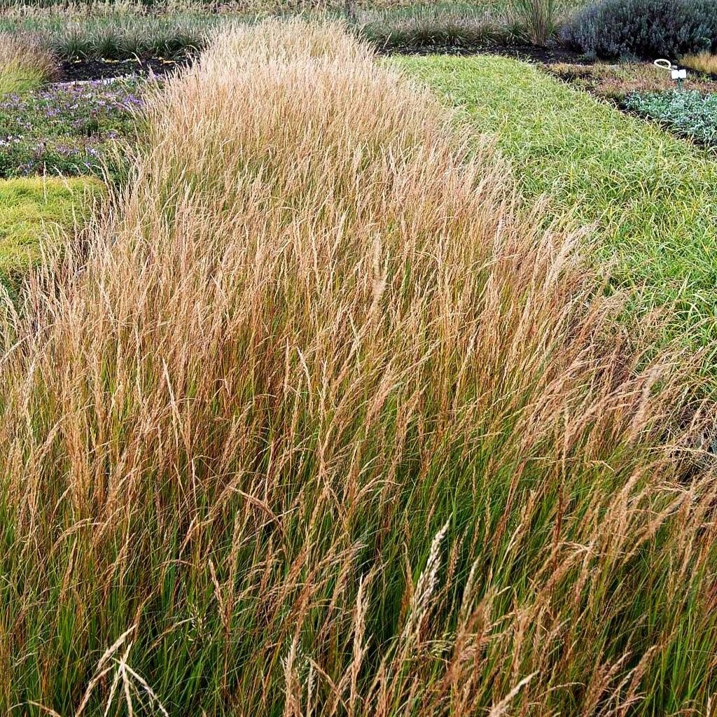 Silberährengras (Achnatherum calamagrostis)
