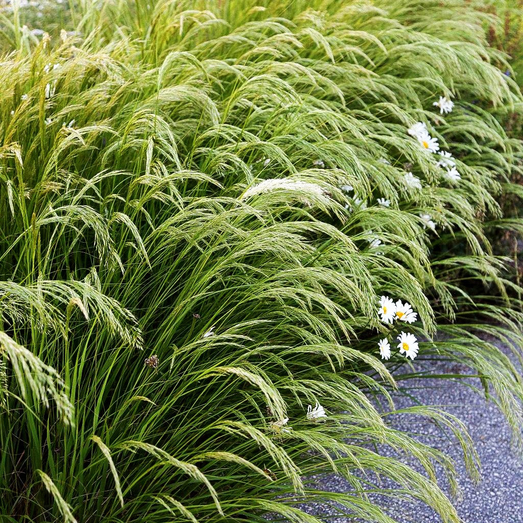 Silberährengras (Achnatherum calamagrostis)