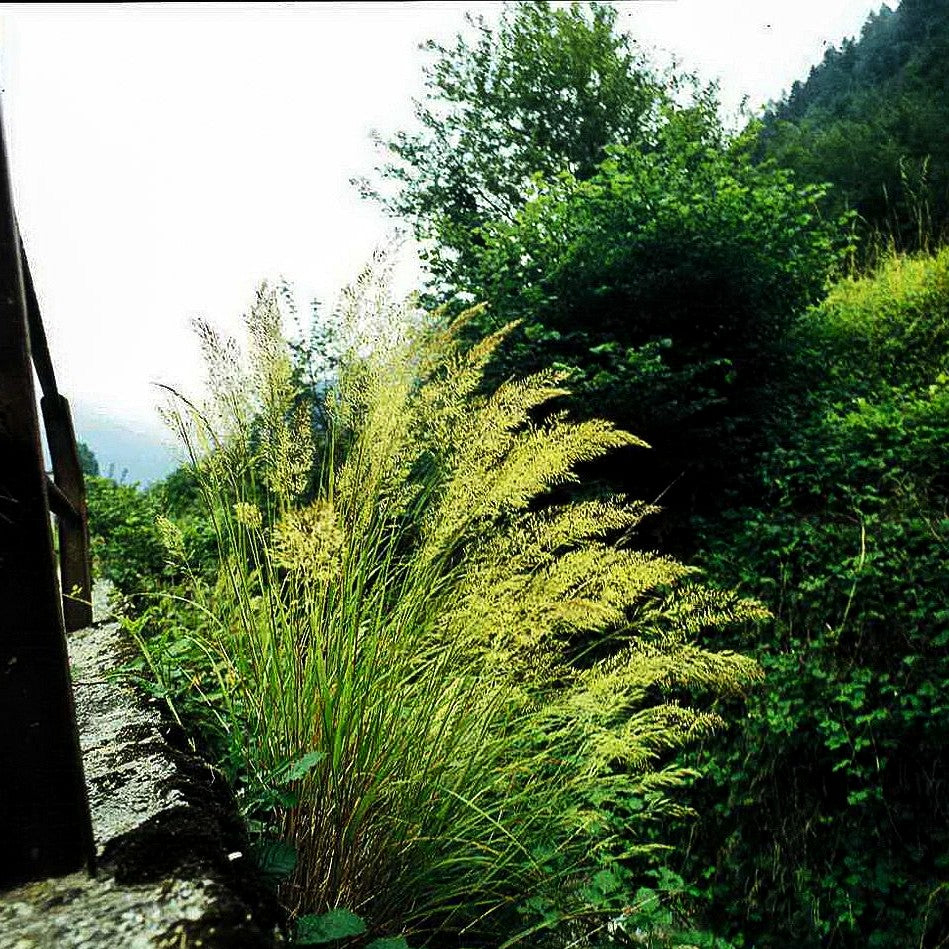 Silberährengras (Achnatherum calamagrostis)