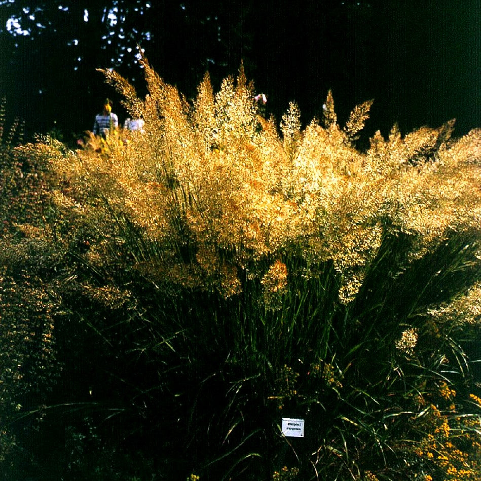 Silberährengras (Achnatherum calamagrostis)