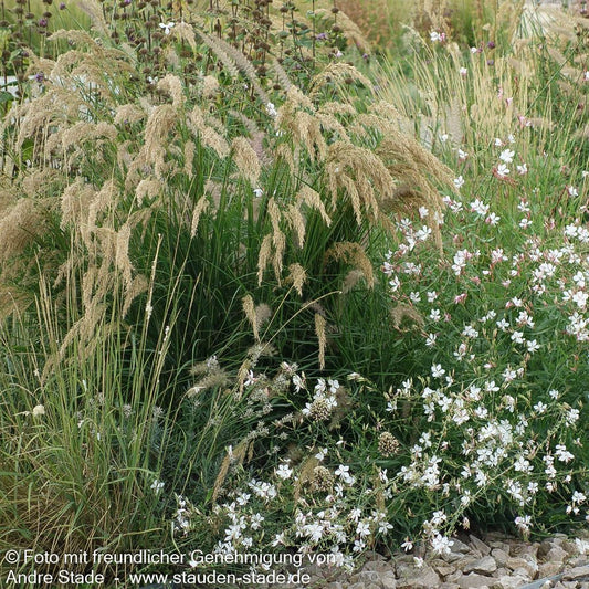 Silberährengras 'Algäu' (Achnatherum calamagrostis)