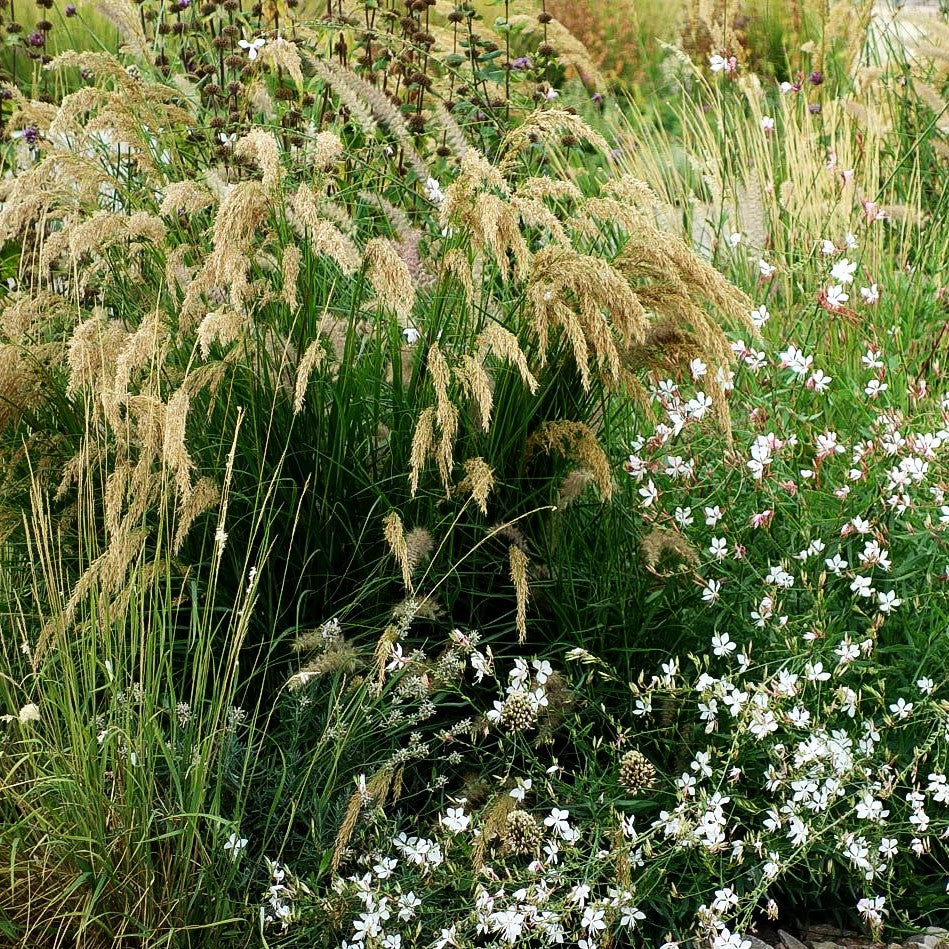 Silberährengras 'Algäu' (Achnatherum calamagrostis)