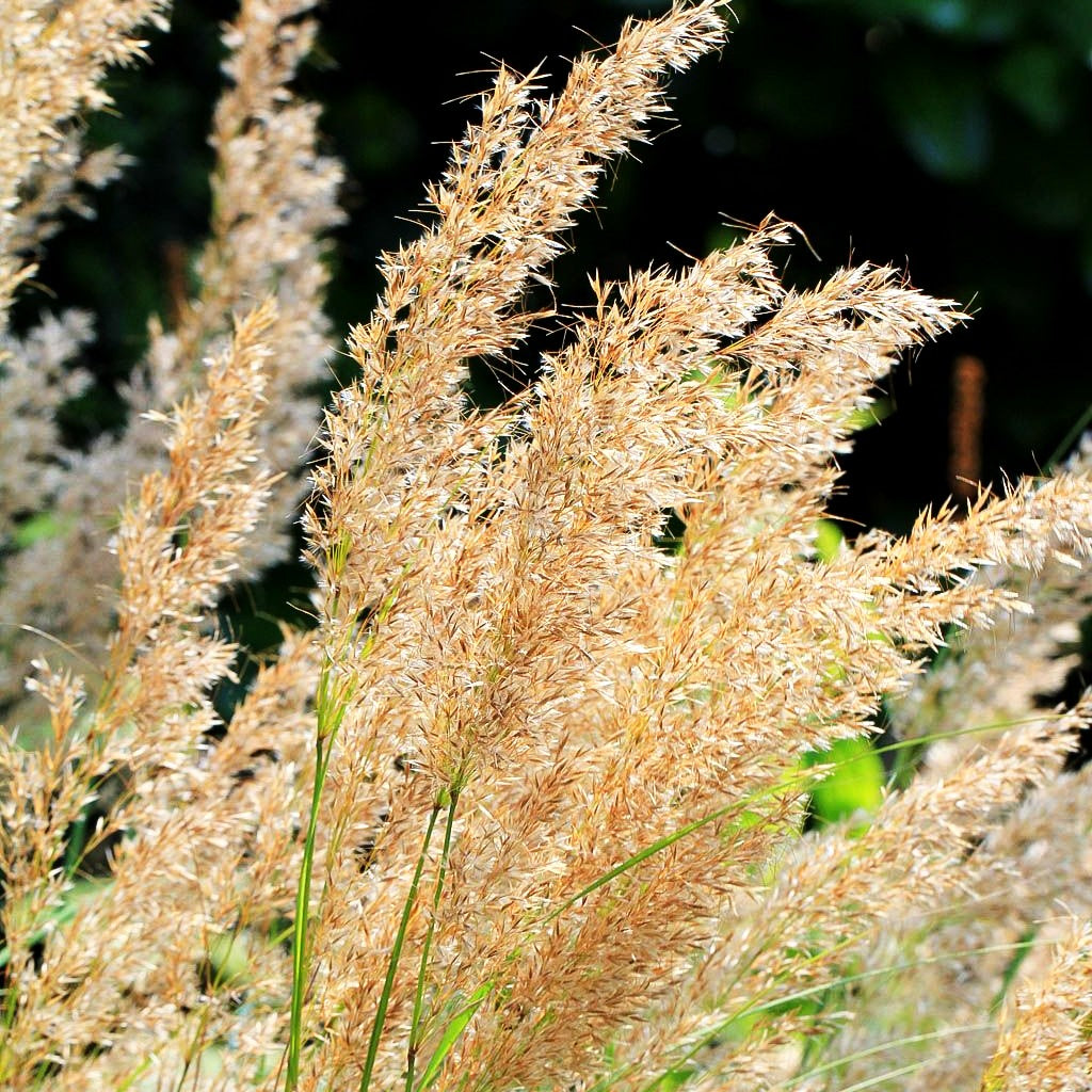 Silberährengras 'Algäu' (Achnatherum calamagrostis)