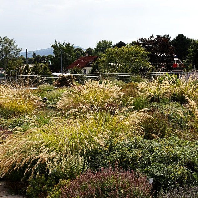 Silberährengras 'Algäu' (Achnatherum calamagrostis)