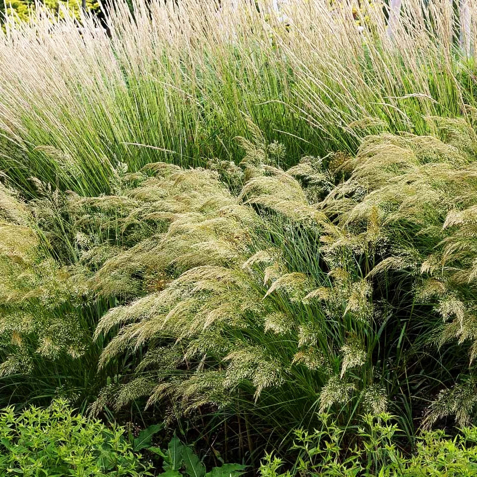 Silberährengras 'Algäu' (Achnatherum calamagrostis)