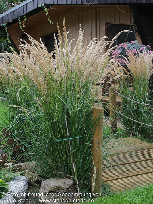 Silberährengras 'Lemperg' (Achnatherum calamagrostis)
