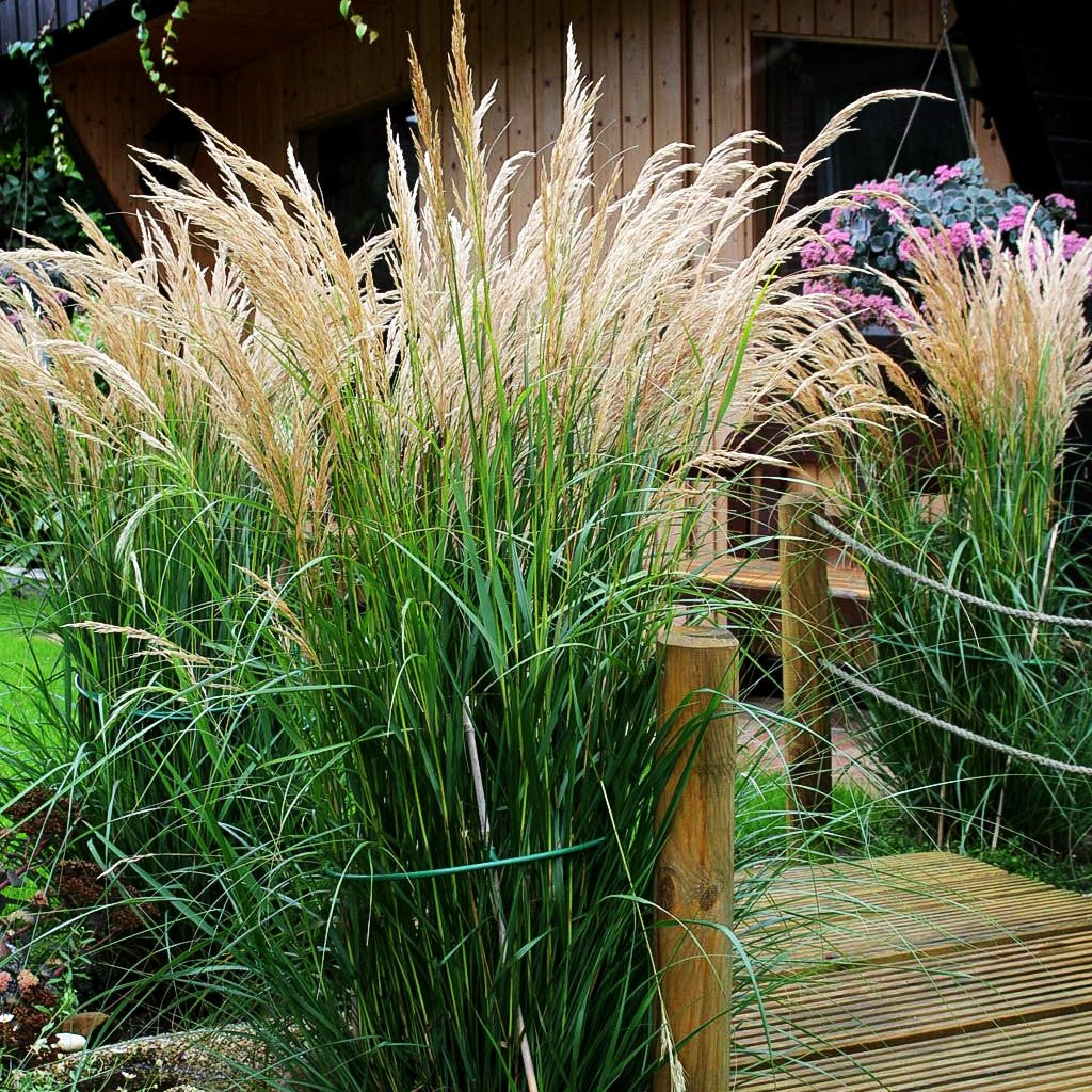 Silberährengras 'Lemperg' (Achnatherum calamagrostis)