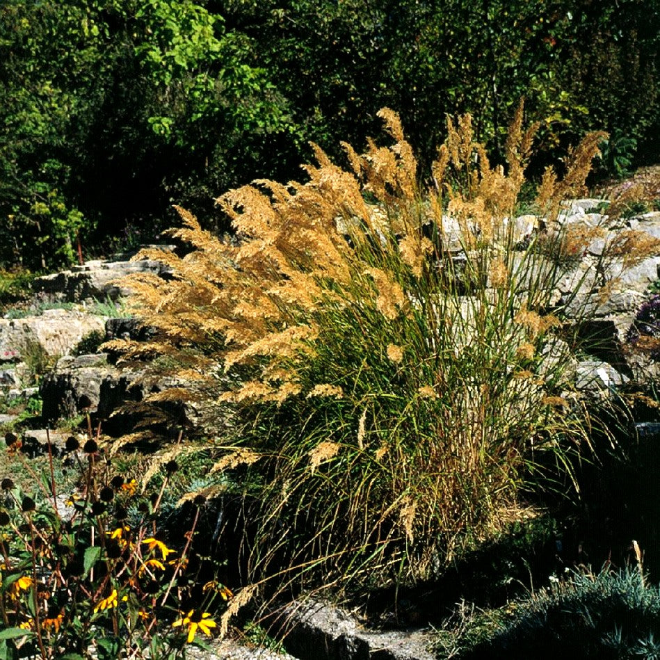 Silberährengras 'Lemperg' (Achnatherum calamagrostis)
