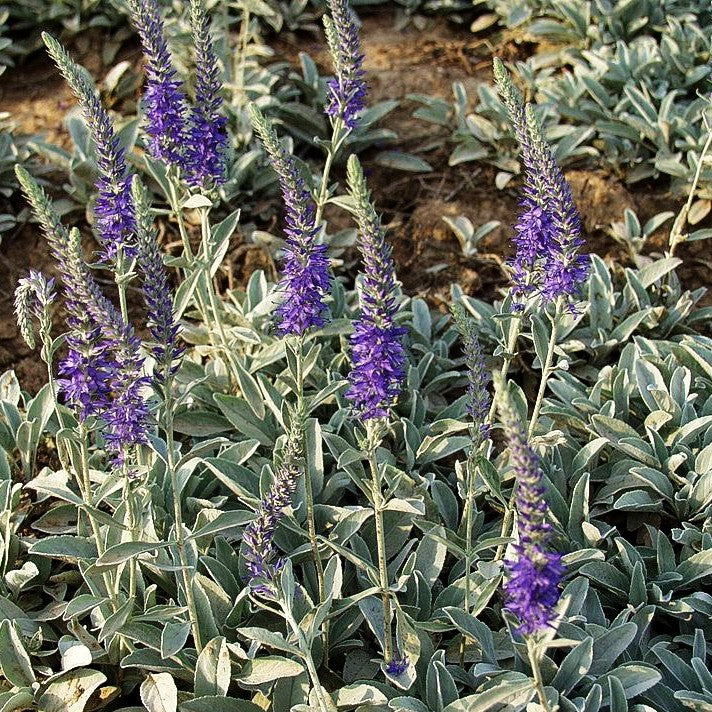Silberblatt-Ehrenpreis (Veronica spicata ssp.incana)