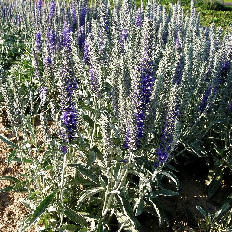 Silberblatt-Ehrenpreis (Veronica spicata ssp.incana)
