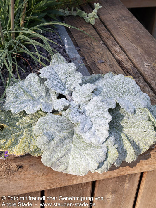 Silberblatt-Salbei (Salvia argentea)