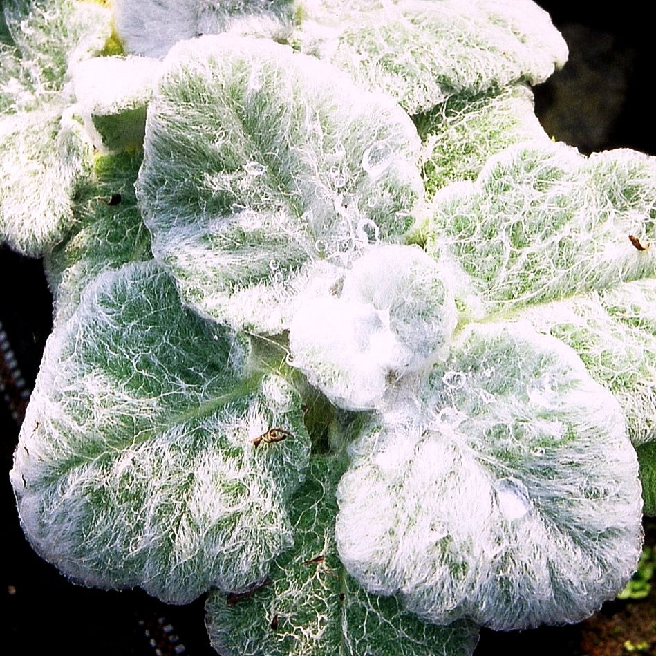 Silberblatt-Salbei (Salvia argentea)