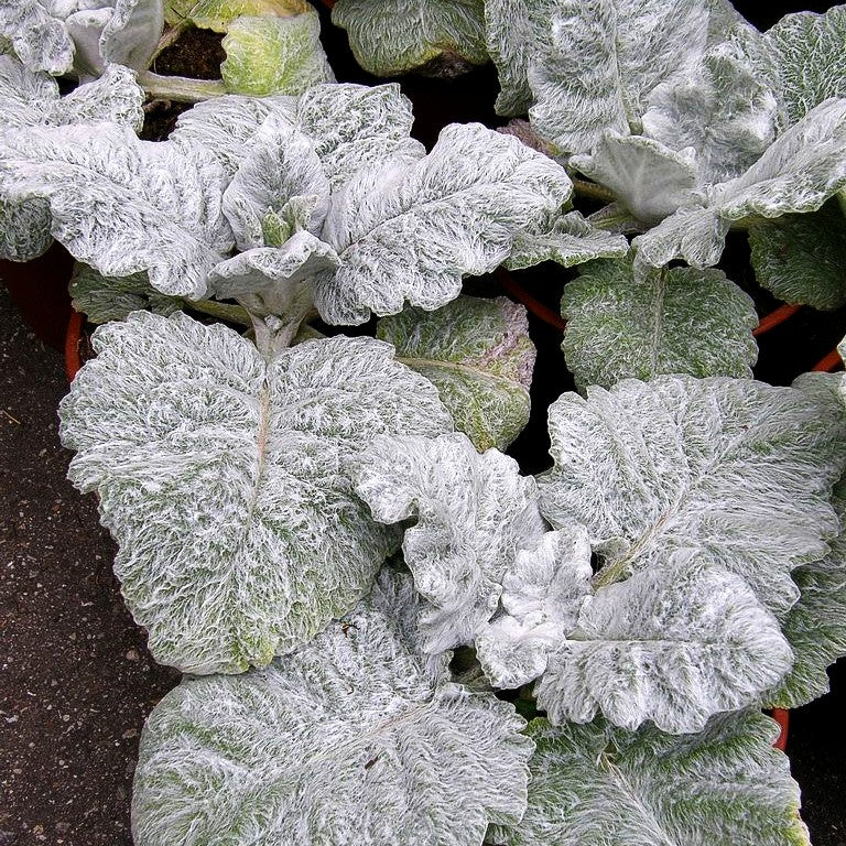 Silberblatt-Salbei (Salvia argentea)