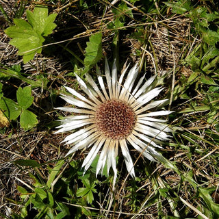 Silberdistel (Carlina acaulis)