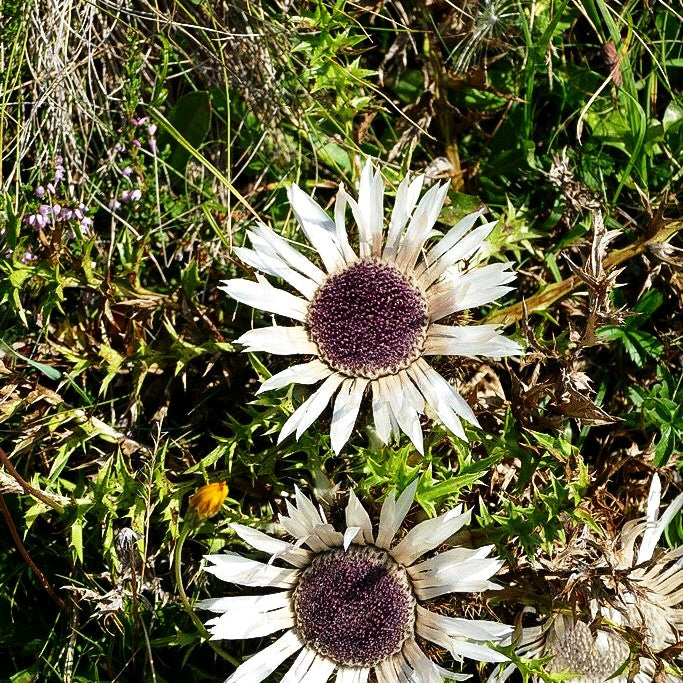 Silberdistel (Carlina acaulis)
