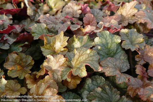 Silberglöckchen 'Americano' (Heuchera x cult. WC)