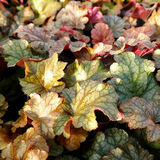Silberglöckchen 'Americano' (Heuchera x cult. WC)