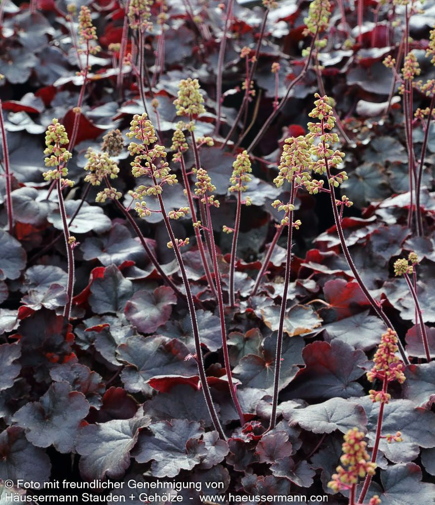 Silberglöckchen 'Blondie' (Heuchera x cult. LC)