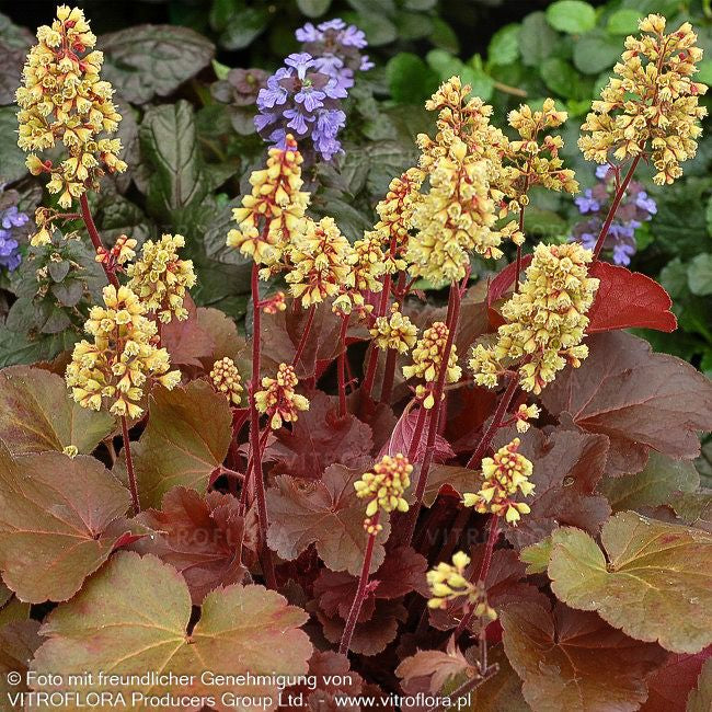 Silberglöckchen 'Blondie' (Heuchera x cult. LC)