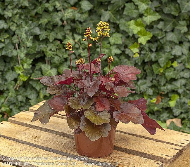 Silberglöckchen 'Blondie' (Heuchera x cult. LC)