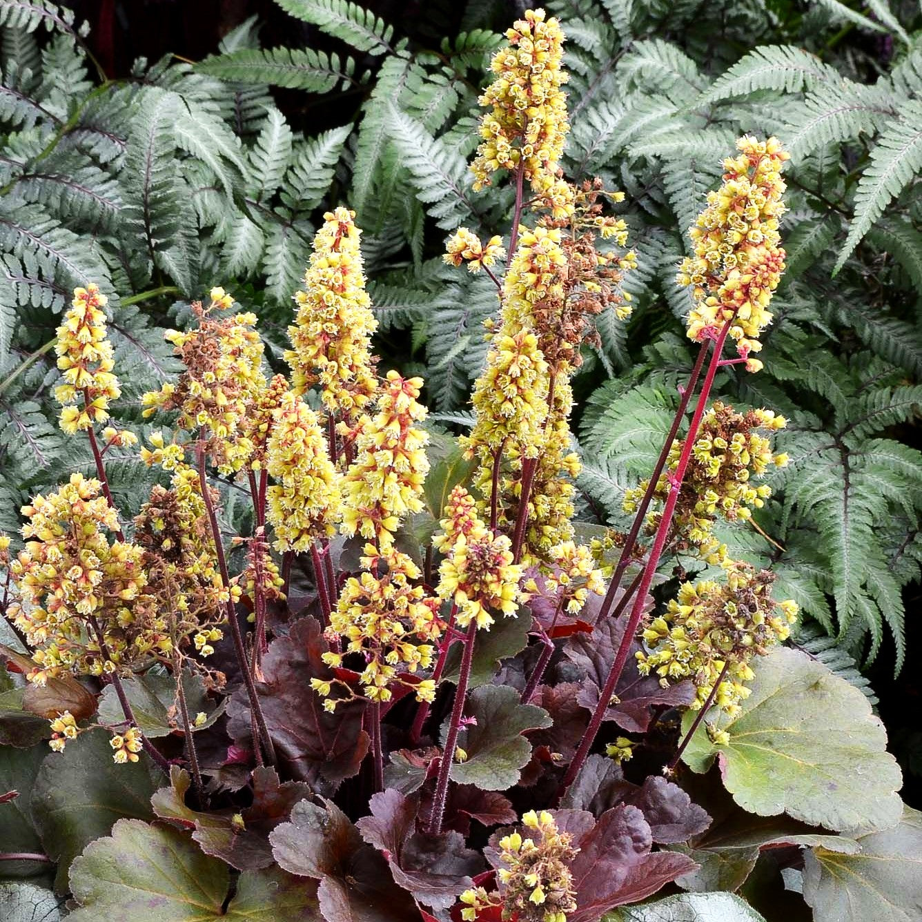 Silberglöckchen 'Blondie' (Heuchera x cult. LC)