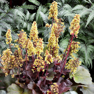 Silberglöckchen 'Blondie' (Heuchera x cult. LC)