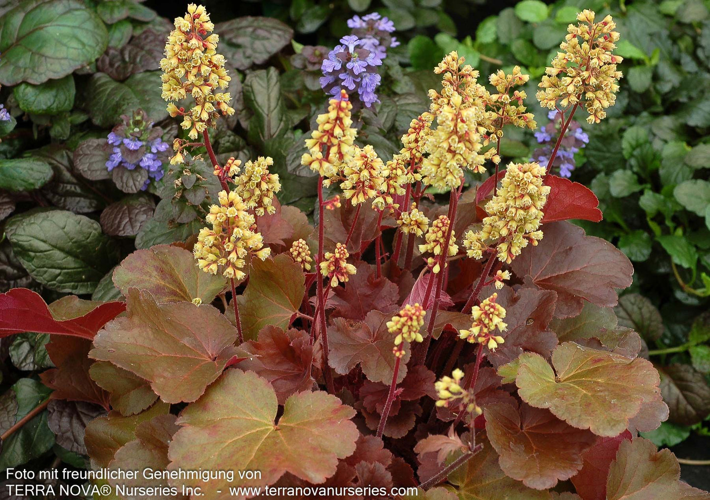 Silberglöckchen 'Blondie' (Heuchera x cult. LC)