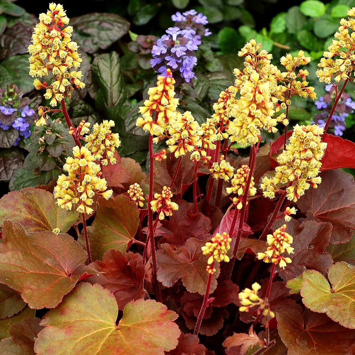 Silberglöckchen 'Blondie' (Heuchera x cult. LC)