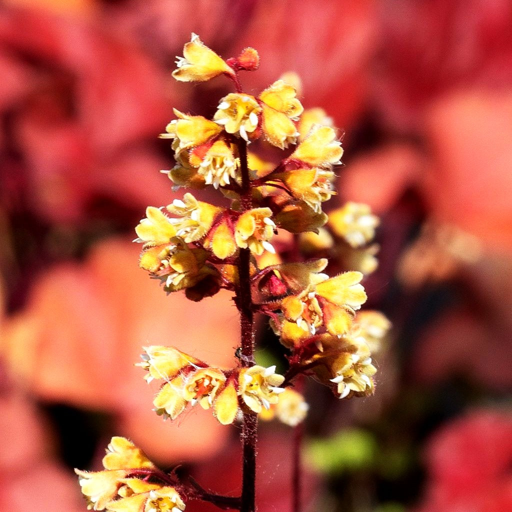 Silberglöckchen 'Blondie' (Heuchera x cult. LC)