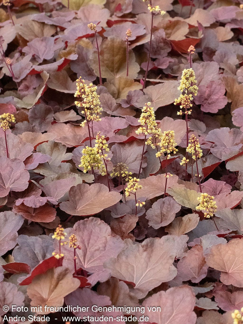Silberglöckchen 'Blondie' (Heuchera x cult. LC)