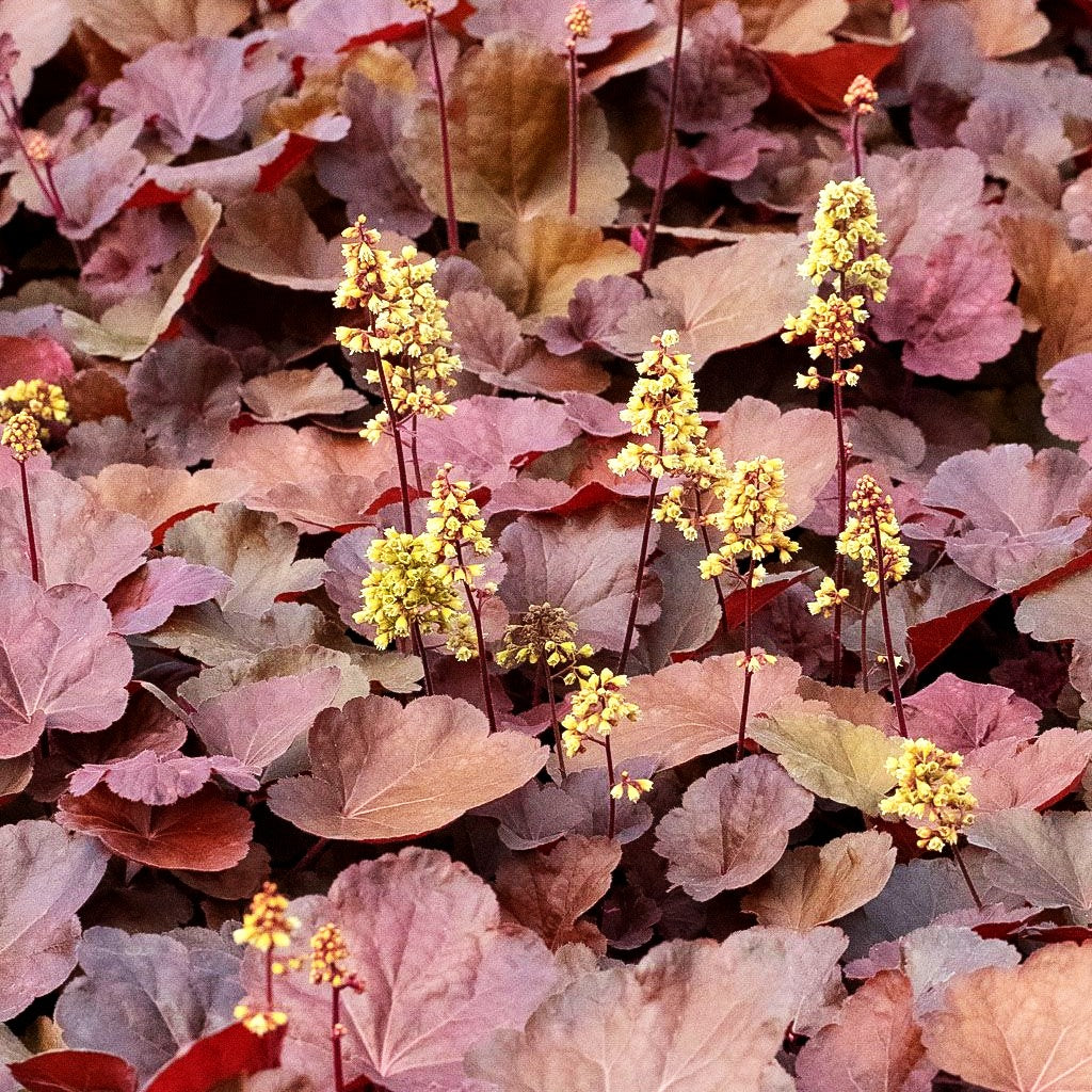 Silberglöckchen 'Blondie' (Heuchera x cult. LC)