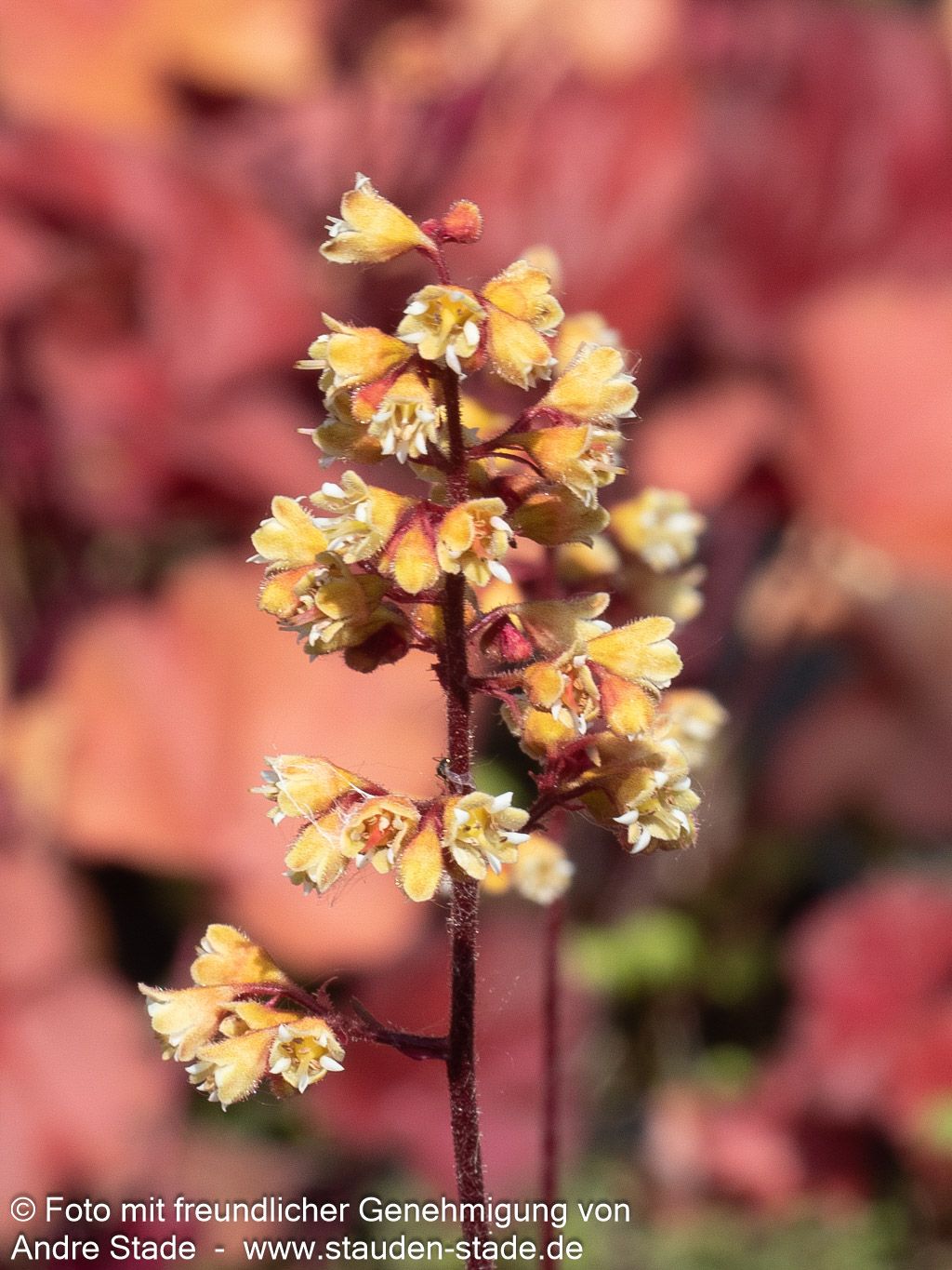 Silberglöckchen 'Blondie' (Heuchera x cult. LC)