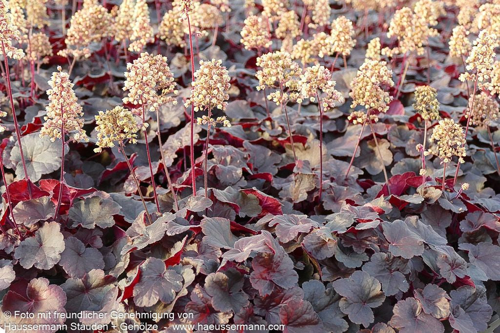 Silberglöckchen 'Blondie' (Heuchera x cult. LC)