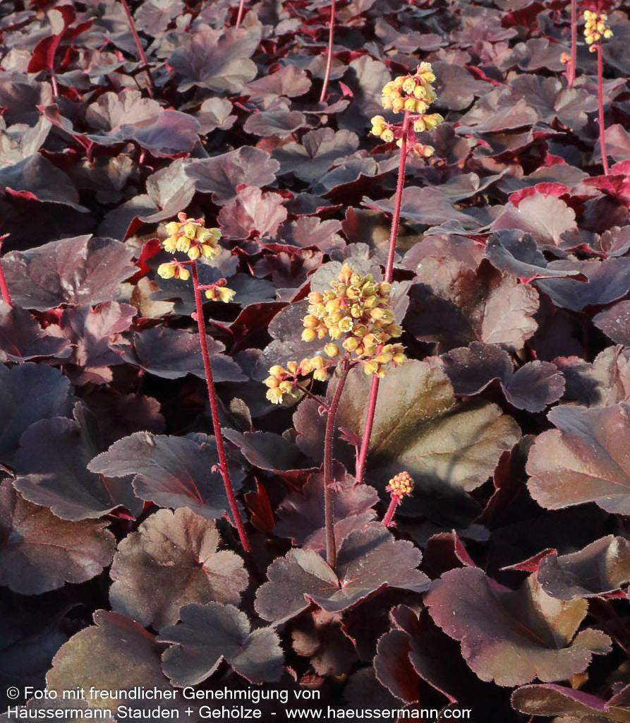 Silberglöckchen 'Blondie' (Heuchera x cult. LC)