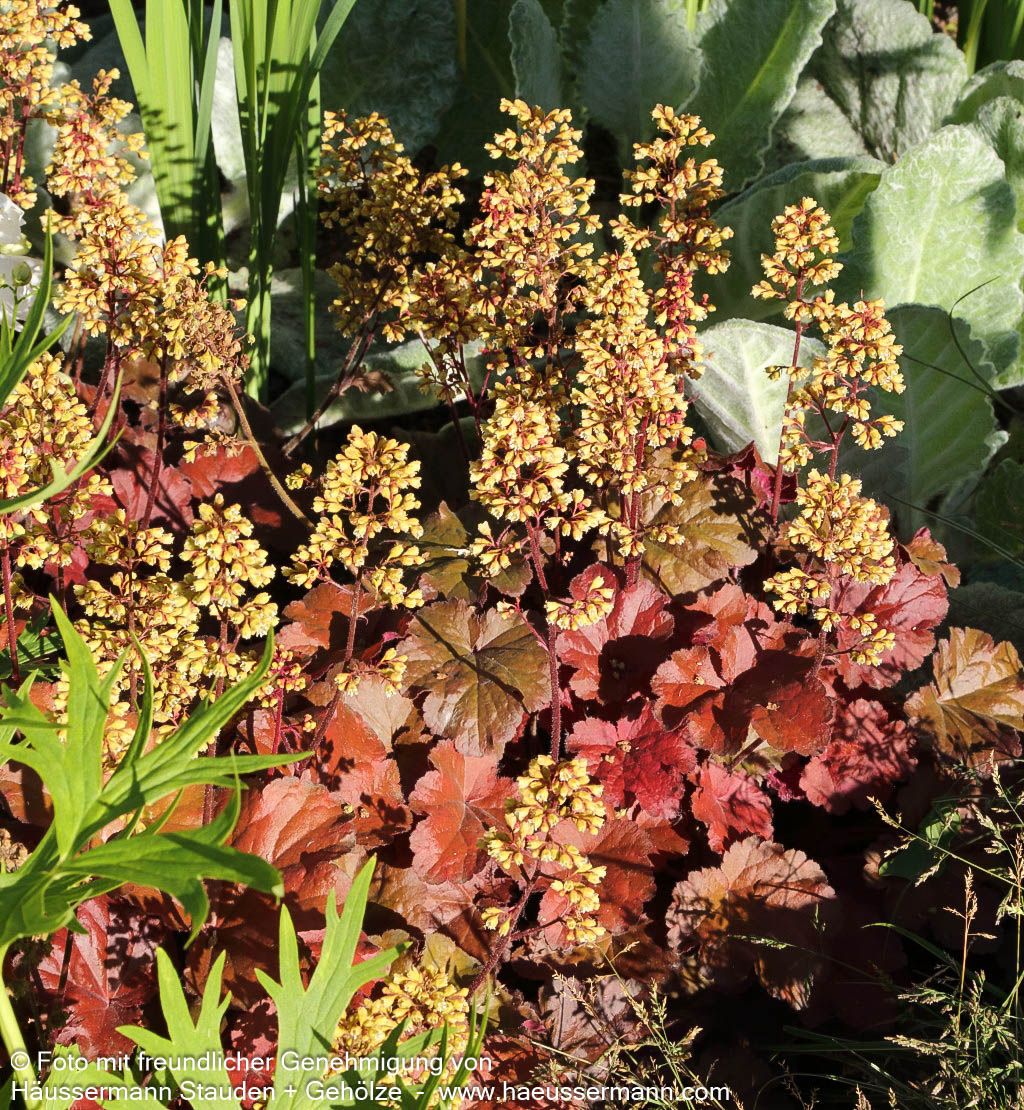 Silberglöckchen 'Blondie' (Heuchera x cult. LC)