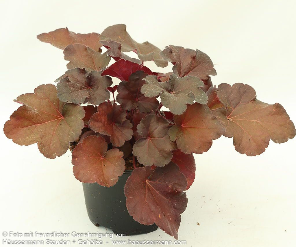 Silberglöckchen 'Blondie' (Heuchera x cult. LC)