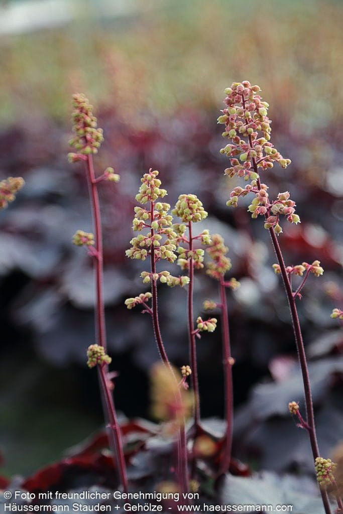 Silberglöckchen 'Blondie' (Heuchera x cult. LC)