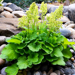 Silberglöckchen 'Blondie in Lime' (Heuchera x cult. LC)
