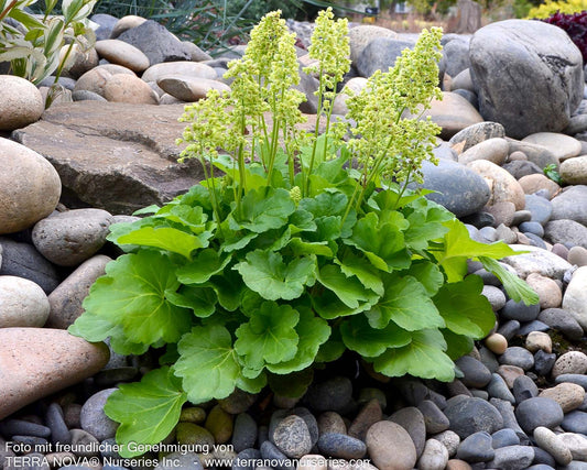 Silberglöckchen 'Blondie in Lime' (Heuchera x cult. LC)