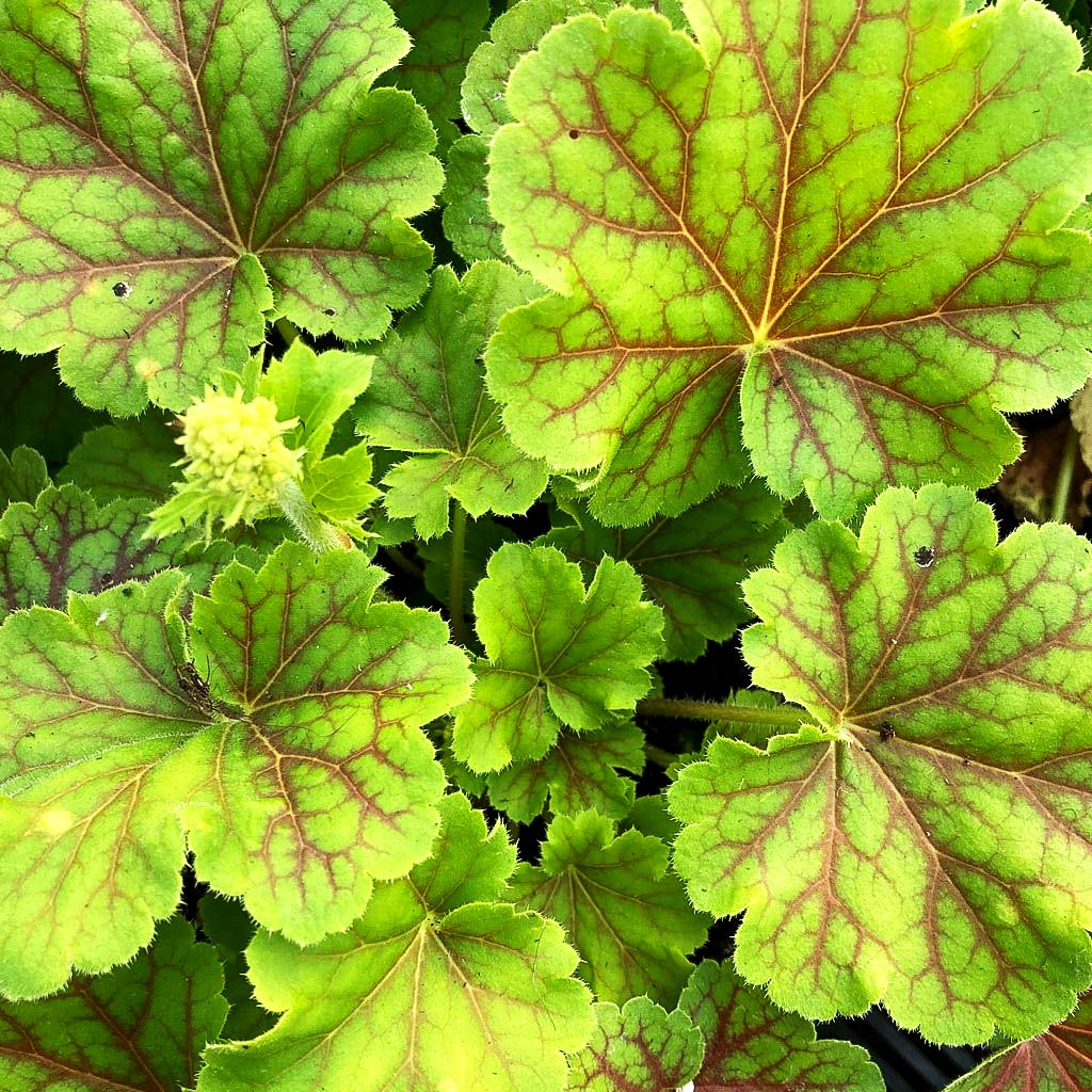 Silberglöckchen 'Blondie in Lime' (Heuchera x cult. LC)