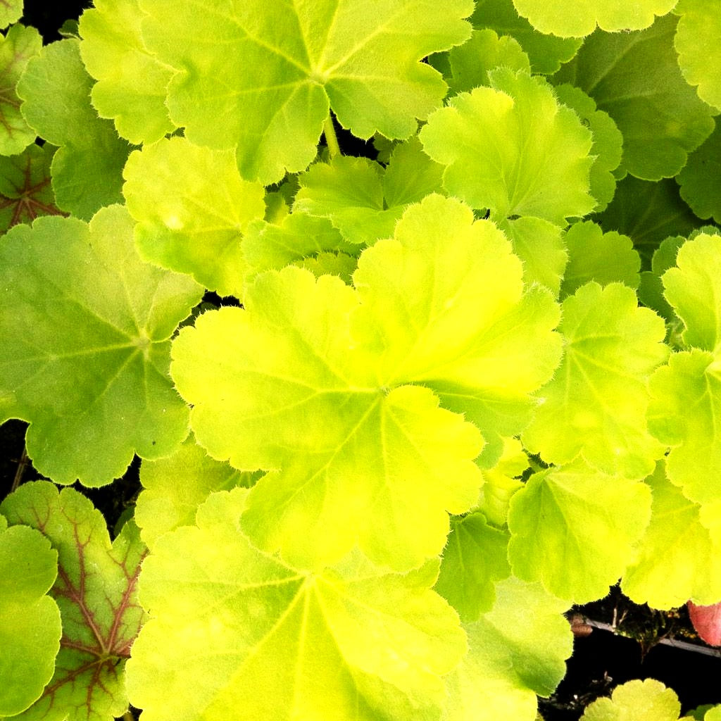 Silberglöckchen 'Blondie in Lime' (Heuchera x cult. LC)