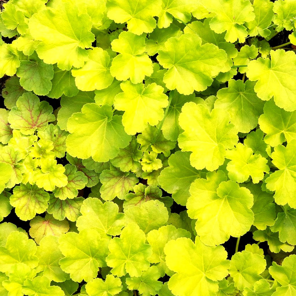Silberglöckchen 'Blondie in Lime' (Heuchera x cult. LC)